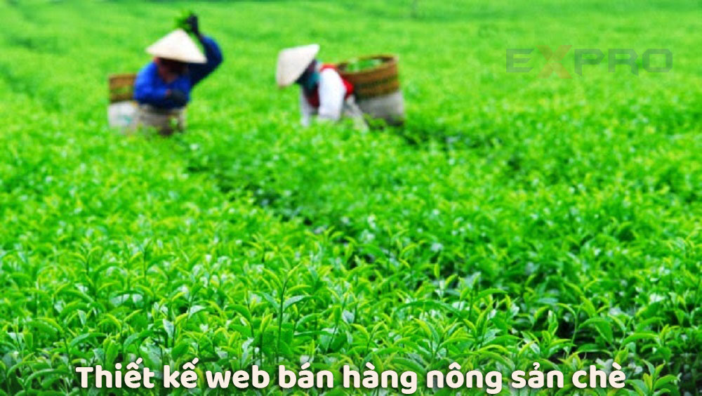 thiết kế web bán hàng nông sản chè Thái Nguyên