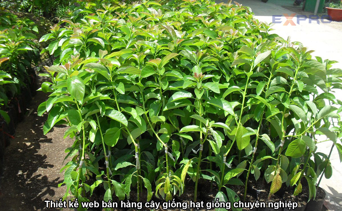 Thiết kế website bán hạt giống - cây giống chuyên nghiệp thu hút