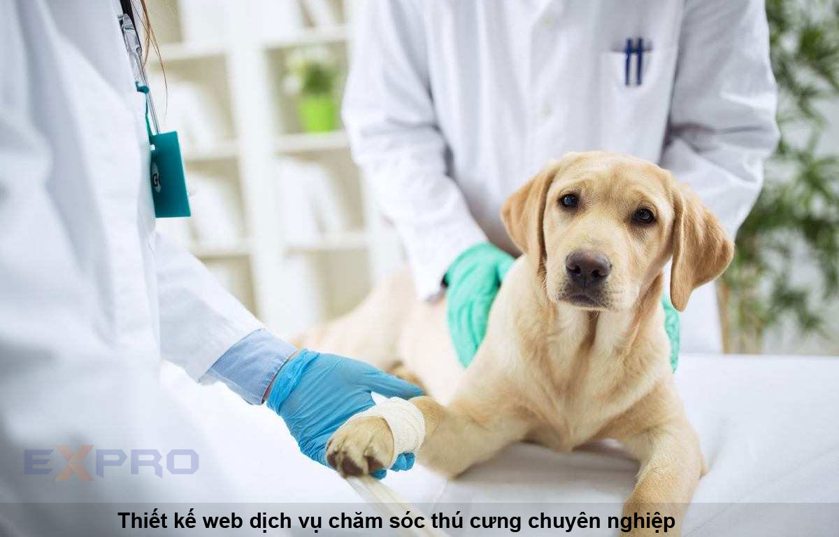 Thiết kế website chăm sóc thú cưng chuyên nghiệp, giao diện bắt mắt, chất lượng